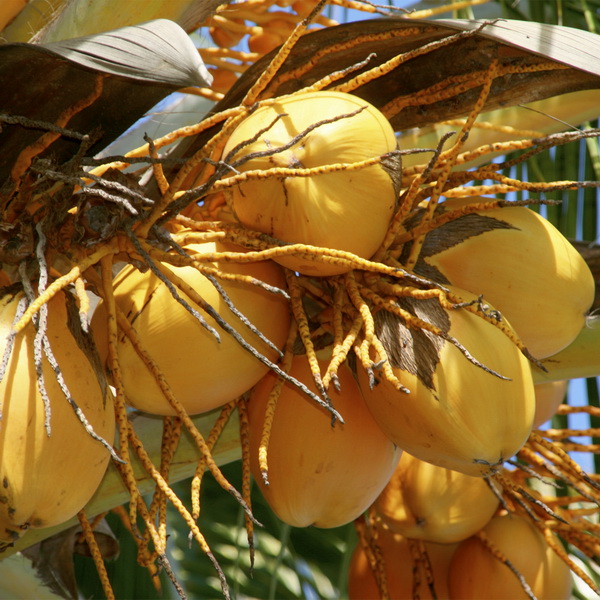 kokosove orechy