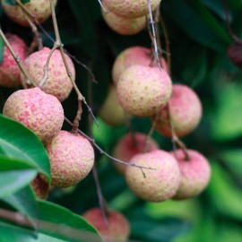 Krémový peeling Lychee PROFI 1 kg