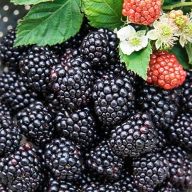Aróma difuzér Blackberry Grove