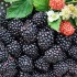 Aróma difuzér Blackberry Grove