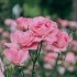 Aróma difuzér Rose Valley