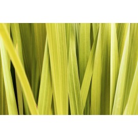 Masážny olej Citrónová tráva - 100% prírodný