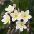 Telová maska krémová Frangipani