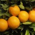 Masážny olej Pomaranč a zázvor - 100% prírodný