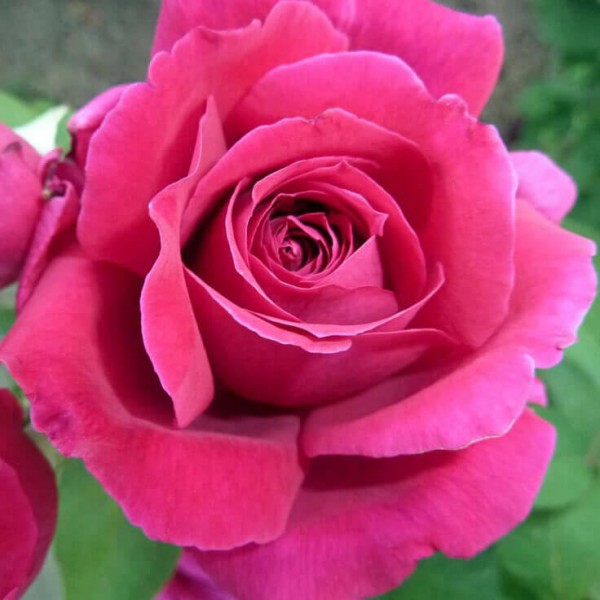 Ruža damascena