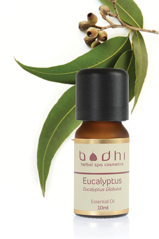 Eukalyptus