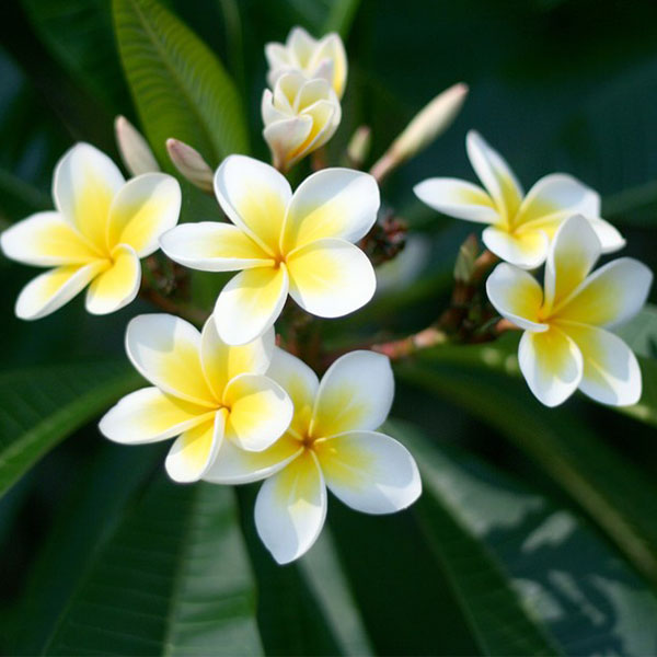 Frangipani