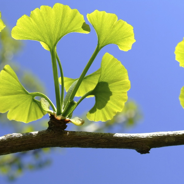 Ginko dvojlaločné - gikgo biloba