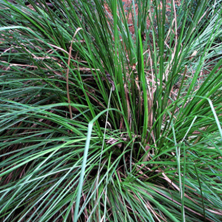 Vetiver