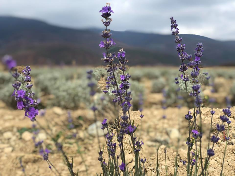 Levandula