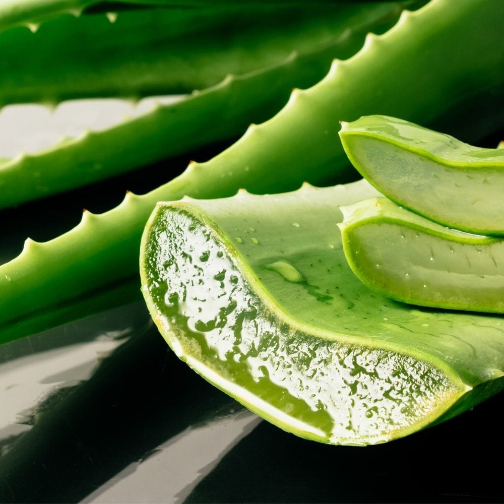 Aloe vera